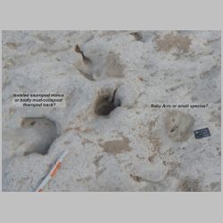 DSCN0716 Isolated sauro n baby.jpg